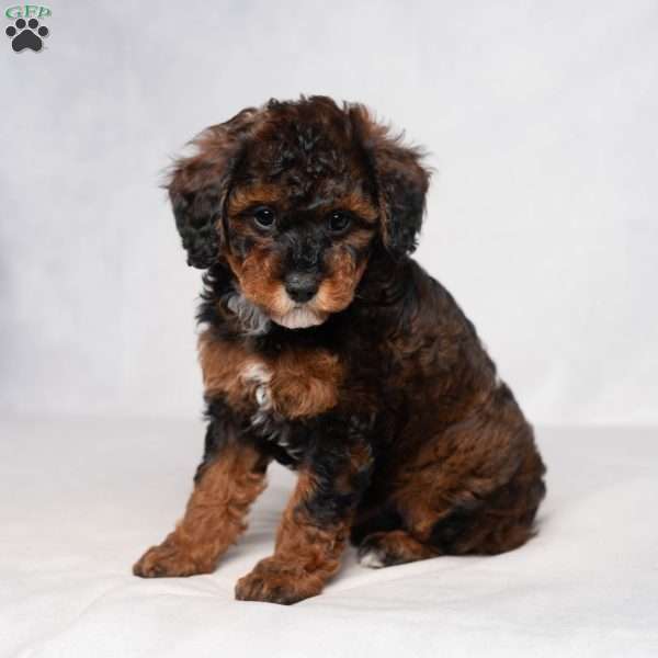 Jaylene, Cavapoo Puppy